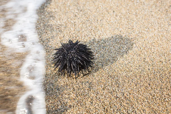 Urchin op de kustlijn. — Stockfoto