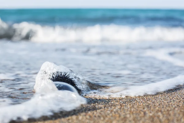 Urchin  at the coast line. — Stock Photo, Image