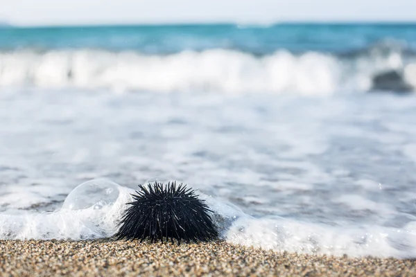 Urchin op de kustlijn. — Stockfoto