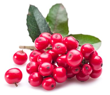 Beyaz arka planda Avrupa Holly (Ilex) yaprakları ve meyveleri.