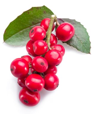 Beyaz arka planda Avrupa Holly (Ilex) yaprakları ve meyveleri.