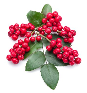Beyaz arka planda Avrupa Holly (Ilex) yaprakları ve meyveleri.