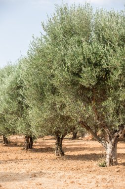 zeytin ağaçları Bahçe.