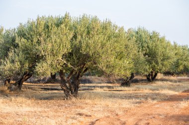 zeytin ağaçları Bahçe.