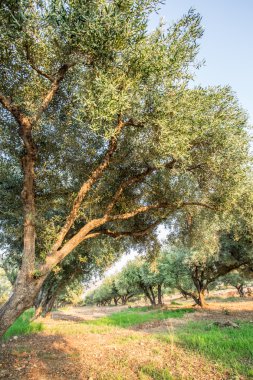 zeytin ağaçları Bahçe.