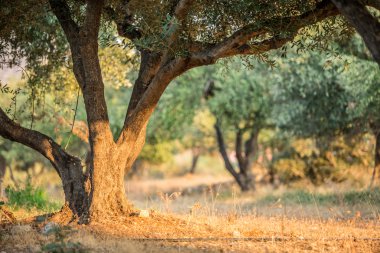 zeytin ağaçları Bahçe.