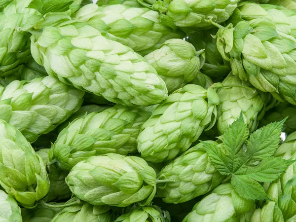 Cônes de houblon vert - ingrédient dans la production de bière . — Photo