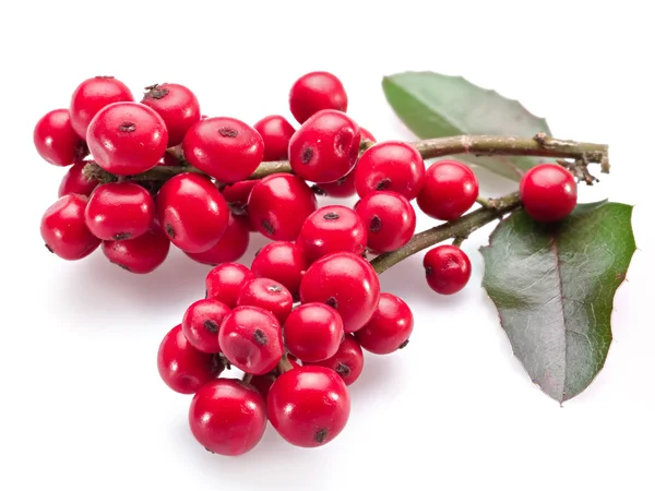 Hojas de acebo europeo (Ilex) y fruta sobre un fondo blanco. — Foto de Stock