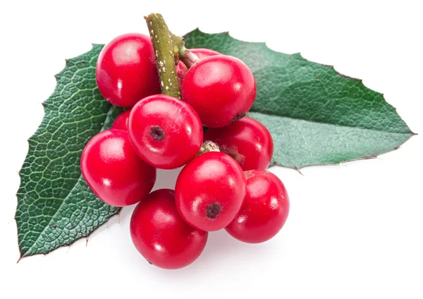 Europeiska Holly (Ilex) blad och frukt på en vit bakgrund. — Stockfoto