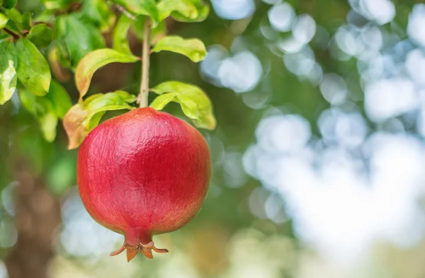 Rijp rood granaatappelfruit op de boom. — Stockfoto