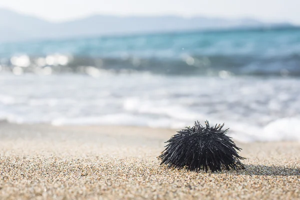 Oursin au bord de la côte . — Photo