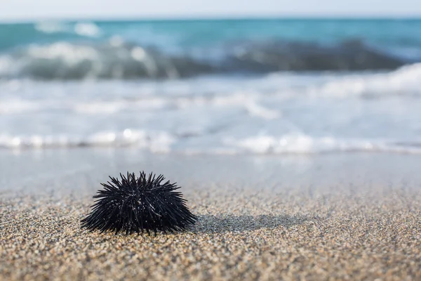 Urchin en la línea costera . —  Fotos de Stock