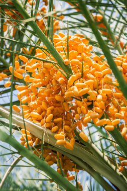 Ağaçta meyveler var. Yakın plan..