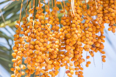 Ağaçta meyveler var. Yakın plan..