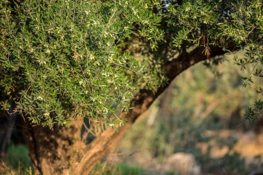 zeytin ağaçları Bahçe.