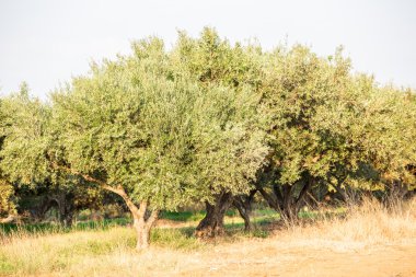 zeytin ağaçları Bahçe.