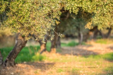 zeytin ağaçları Bahçe.