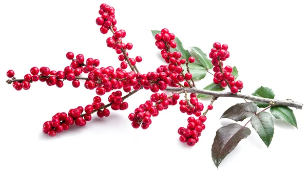 European Holly (Ilex) leaves and fruit on a white background. — Stock Photo, Image