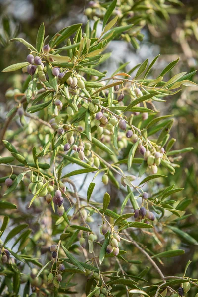 Tak van de olijfboom met bessen daarop. Closeup. — Stockfoto