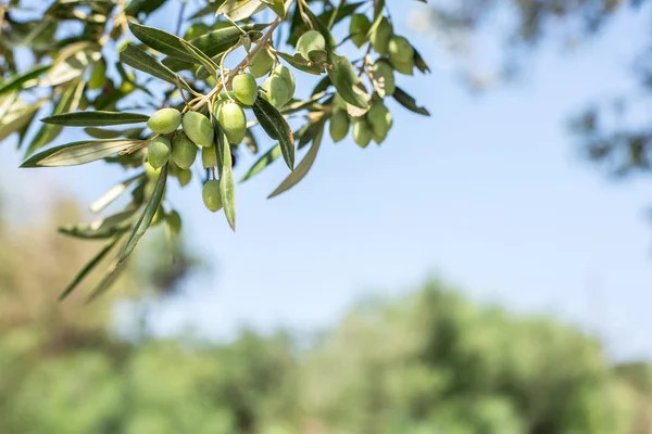 Гілка оливкового дерева з ягодами на ньому. крупним планом . — стокове фото
