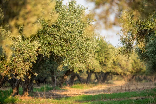 Olijfbomen tuin. — Stockfoto