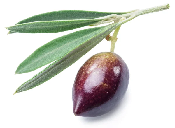 Pół-dojrzałe jagoda (pół dojrzałe) świeżych oliwek z liści. — Zdjęcie stockowe