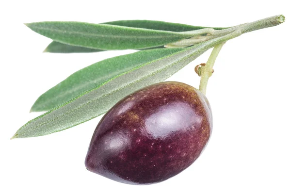 One fresh olive berry with leaves. — Stock Photo, Image