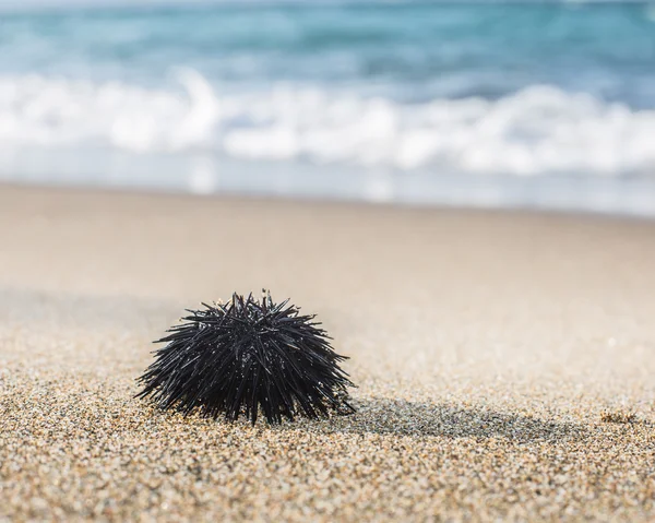 Urchin en la línea costera . — Foto de Stock