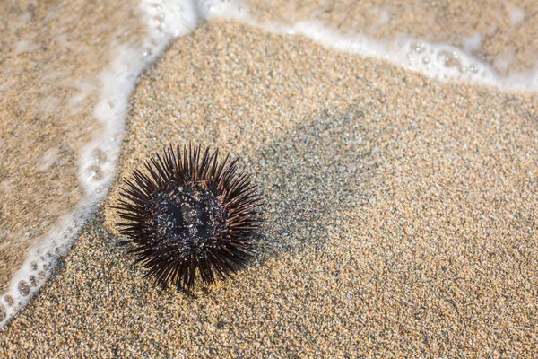 Urchin en la línea costera . —  Fotos de Stock