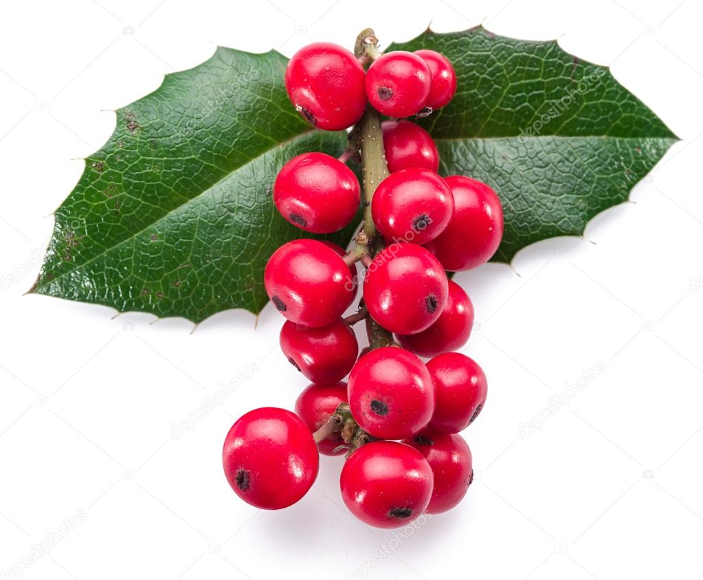 European Holly (Ilex) leaves and fruit on a white background.