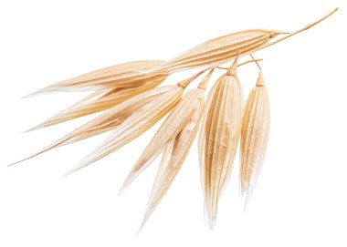 Oat plant isolated on a white background. clipart