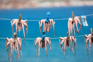 Tekne limanda taze ahtapot.