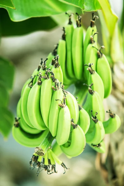 O grămadă de banane pe palmier . — Fotografie, imagine de stoc