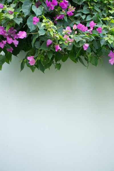 Evergreen Bougainville shrub as the wall decoration.