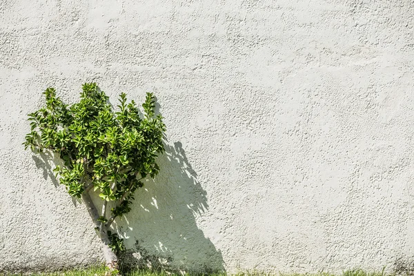 Arbusto verde cerca de la pared de estuco . —  Fotos de Stock