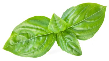 beyaz izole yeşil fesleğen yaprağı.