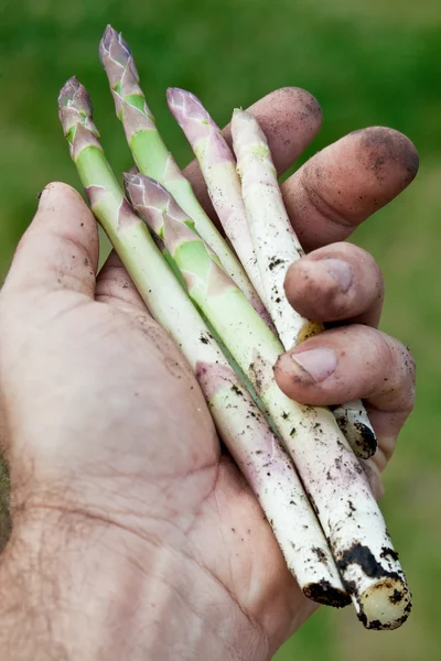 Brotes de espárragos en la mano del hombre . — Foto de Stock