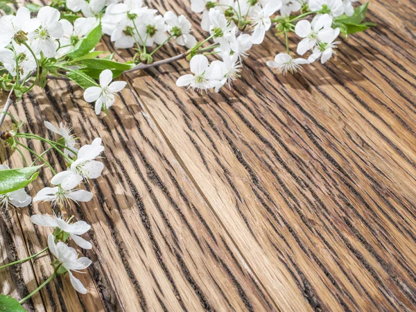 Virágzó cseresznyefa ágakat, régi fából készült asztal fölé. — Stock Fotó
