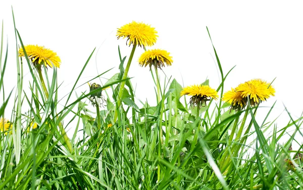 Flores de diente de león en la hierba verde fresca . —  Fotos de Stock