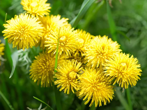 Flores de diente de león en el jardín. — Foto de Stock