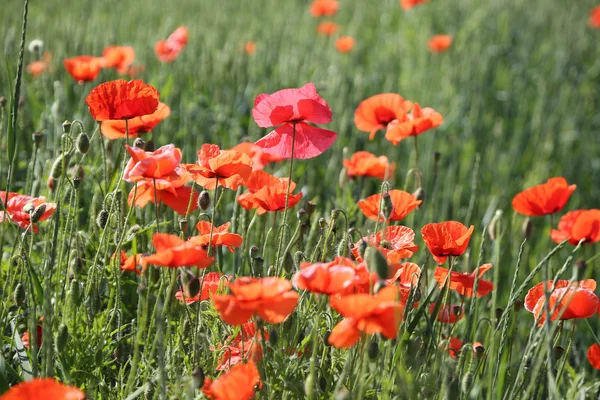 Campo di papaveri rossi delicati . — Foto Stock