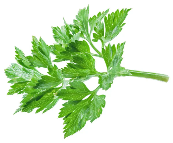 Parsley herb isolated on the white background. — Stock Photo, Image