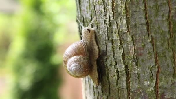 Snigel kryper över trädet. Helix pomatia. — Stockvideo