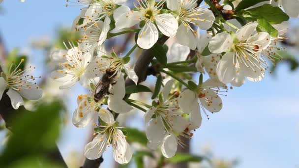 Blühender Pflaumenbaum am Frühlingstag. — Stockvideo