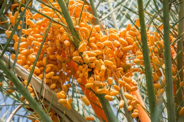 Ağaçta meyveler var. Yakın plan..