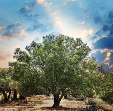 zeytin ağaçları Bahçe.