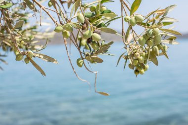Çilek üstünde o ile zeytin ağacı dalı. Portre.