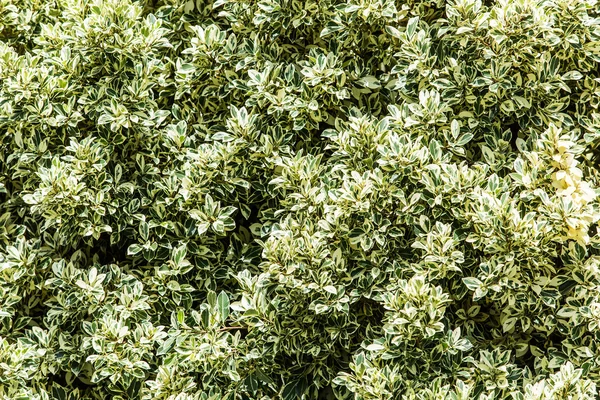 Grandes arbustos ficus . —  Fotos de Stock