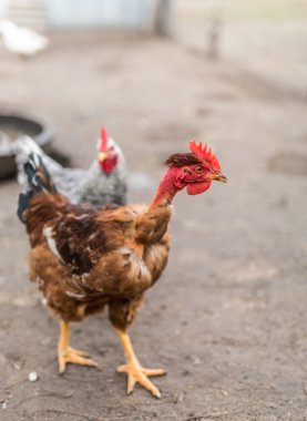 Malaysian boyun horoz.