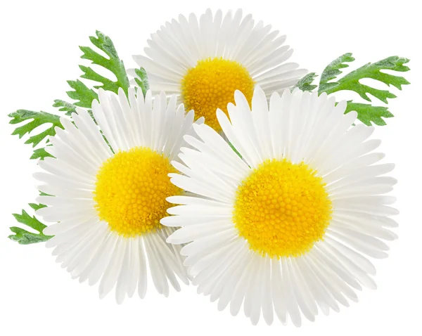 Chamomile with leaves on a white background. — Stock Photo, Image